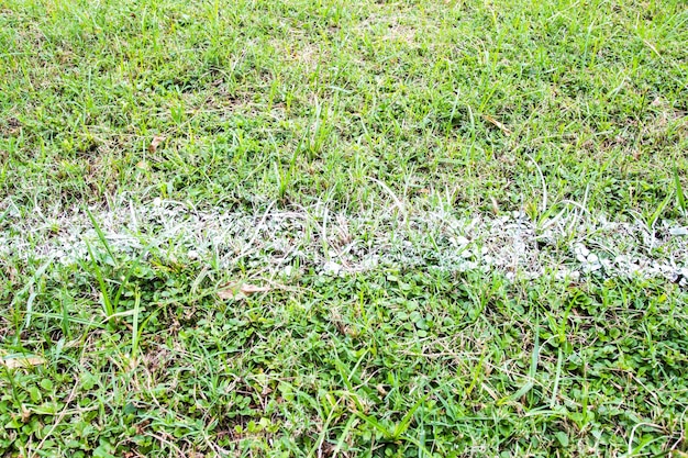 Línea blanca en campo verde para el partido de fútbol