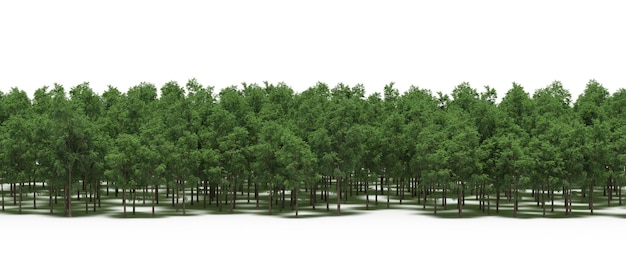 línea de bosque con sombras bajo los árboles, aislado sobre fondo blanco, ilustración 3D, cg render
