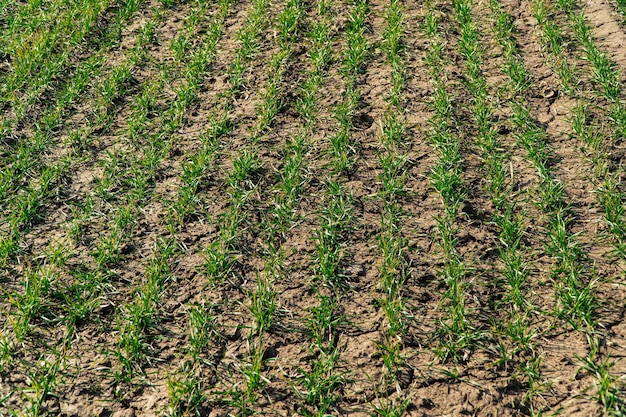 Línea de brotes verdes jóvenes El trigo verde crece en un campo Brotes de cebada o trigo jóvenes que han brotado en el suelo