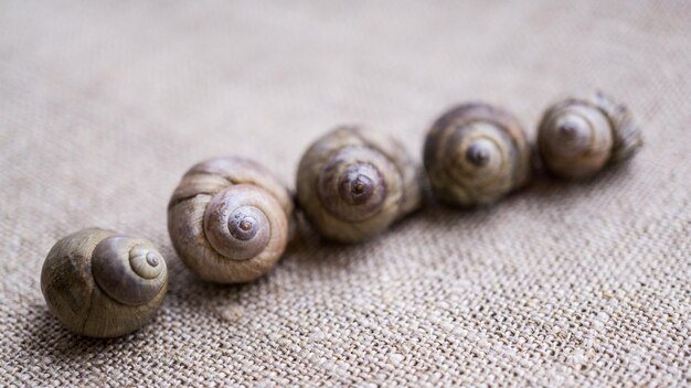 Una línea de conchas de caracol de río en colores gris y marrón.