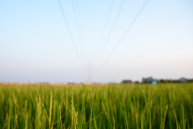 Línea eléctrica borrosa sobre el campo de arroz en la noche