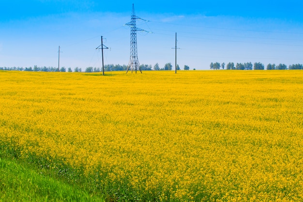 Línea eléctrica entre los campos de colza