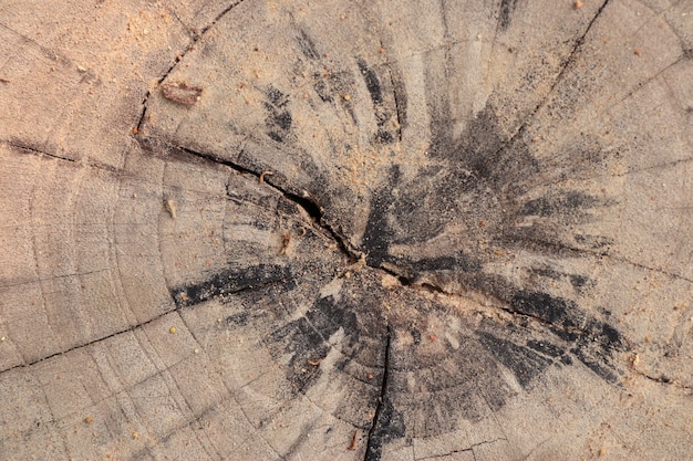 Línea de madera en el fondo.