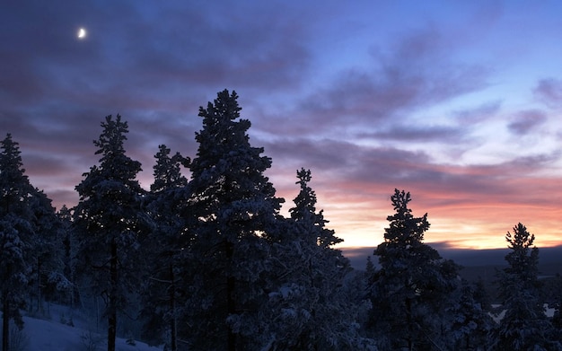Foto una línea de pinos con la puesta de sol en el fondo