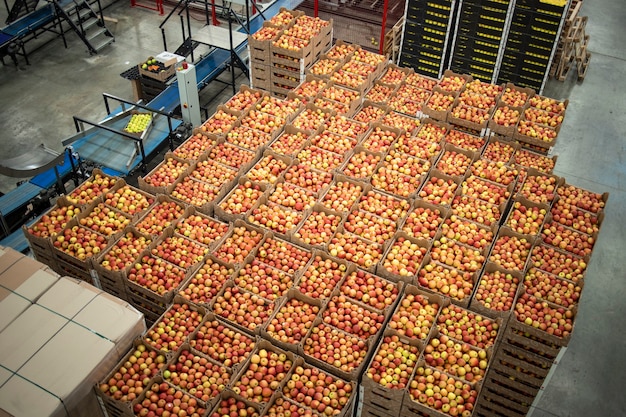 Línea de producción de la fábrica de alimentos orgánicos y cajas llenas de manzanas.