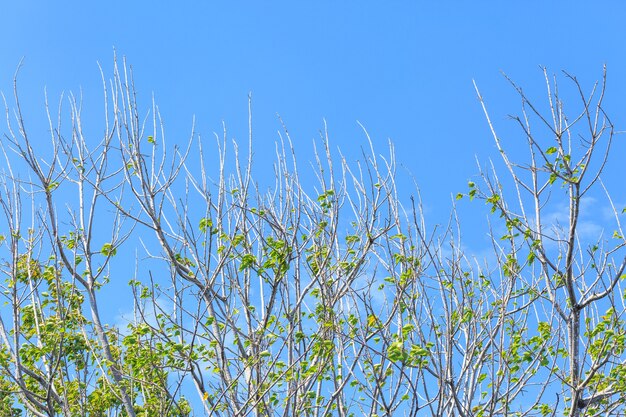 Línea superior del árbol verde sobre fondo de cielo azul en verano