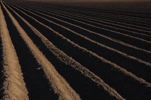 lineas de campo