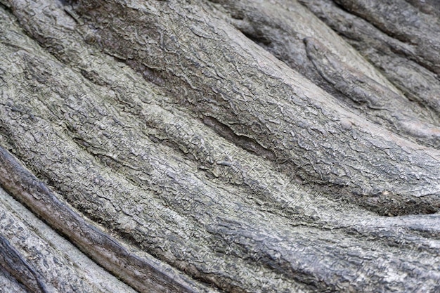 Las líneas curvas de la corteza de un árbol.