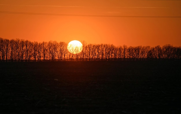 Líneas eléctricas y silueta de árboles al atardecer