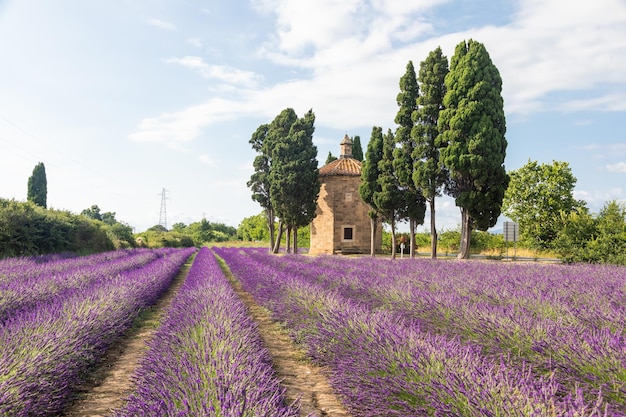 Líneas de lavanda en Italia Paisaje de campo de Toscana al atardecer con cielo y nubes