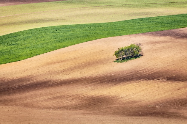 Líneas y olas con árboles en la primavera.