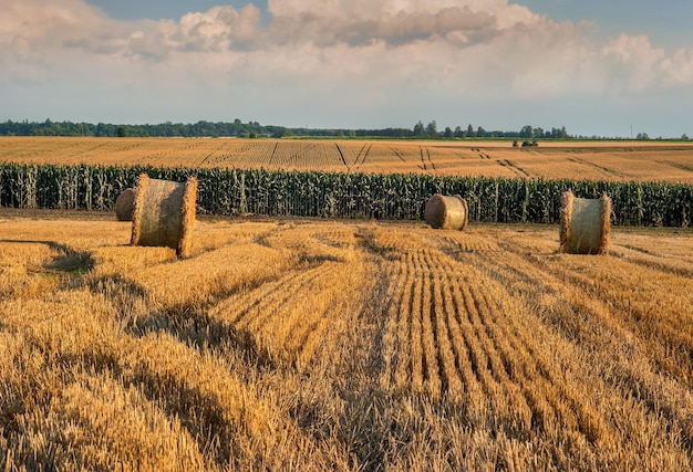 Líneas en el rastrojo después del trigo cosechado en el campo fardos de paja en rollos en el horizonte un campo de maíz contra el fondo de un hermoso cielo