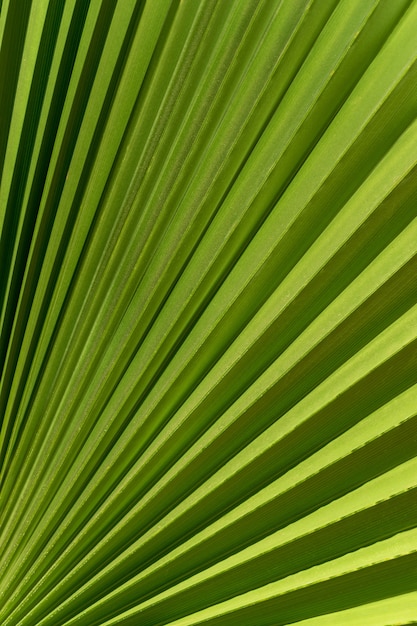 Líneas y texturas de hoja de palmera verde