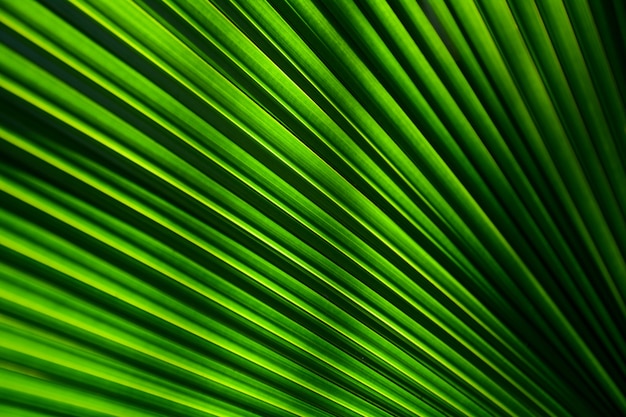 Líneas y texturas de hojas de palma verde