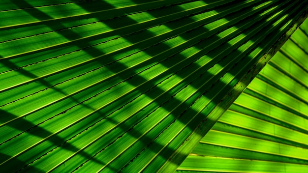 Líneas y texturas de hojas de palmera verde con sombra.