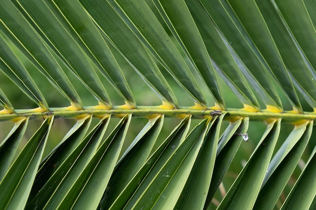 Líneas y texturas de hojas de palmera verde.