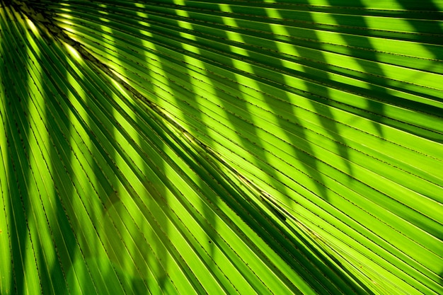 Líneas y texturas de hojas de palmera verde.