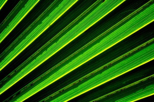 Líneas y texturas de hojas de palmera verde.