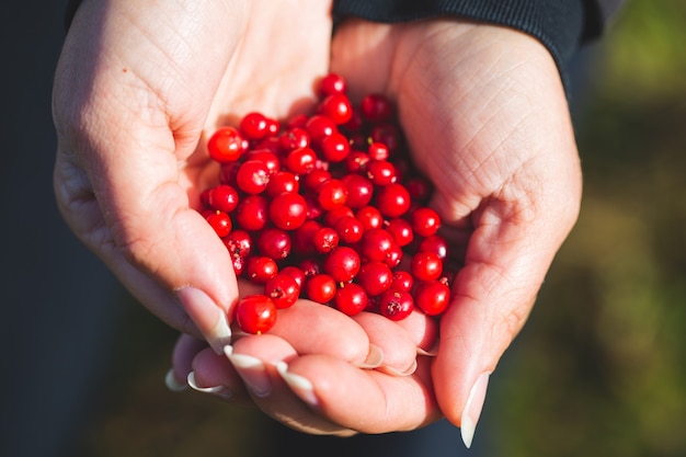 Lingonberry maduro saboroso na palma da mão de uma mulher. colete frutos silvestres nas montanhas