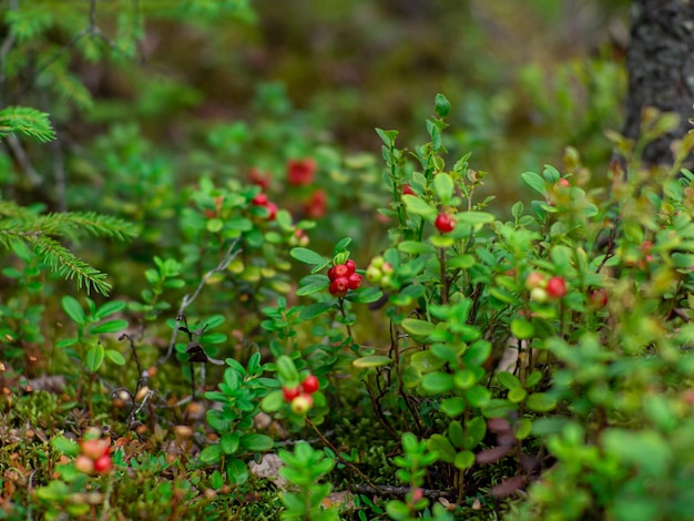 Lingonberry na floresta