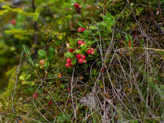 Lingonberry na floresta