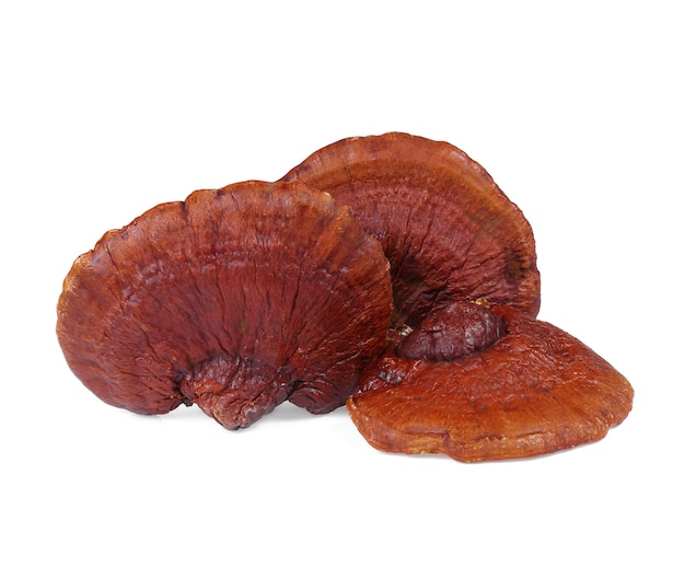 Lingzhi-Pilz Ganoderma Lucidum isoliert auf weißem Hintergrund.