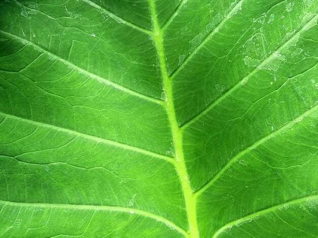 Linha abstrata e textura da folha verde da planta de orelha de elefante gigante