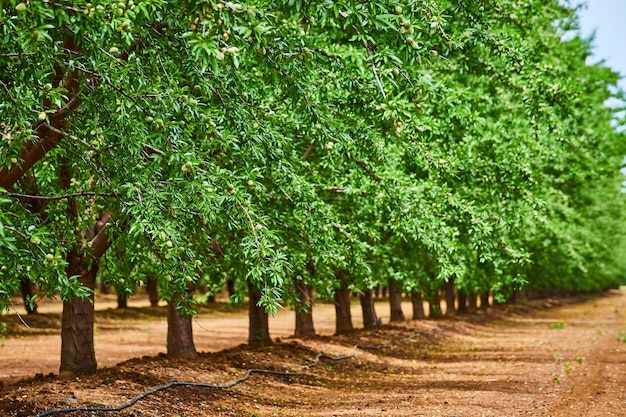 Linha de amendoeiras de primavera