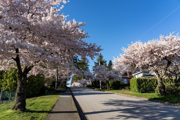 Linha de área residencial de árvores de cerejeira em bela floração na primavera