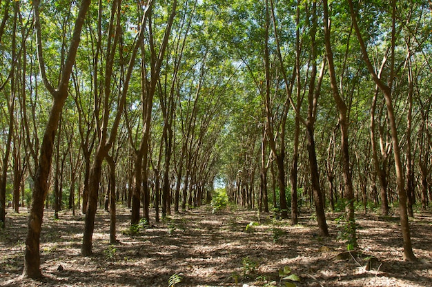 Linha de árvores na floresta