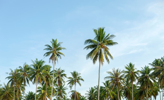 Linha, de, coqueiros, em, ilha tropical, com, claro, céu azul, paisagem, fundo