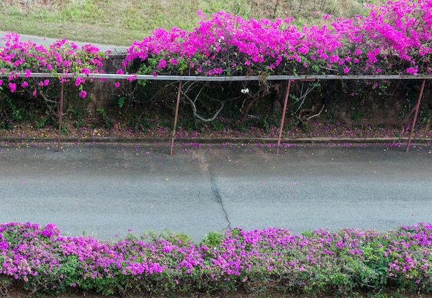 Linha de flor de buganvílias