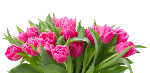 Linha de flores de tulipa rosa isolada no fundo branco