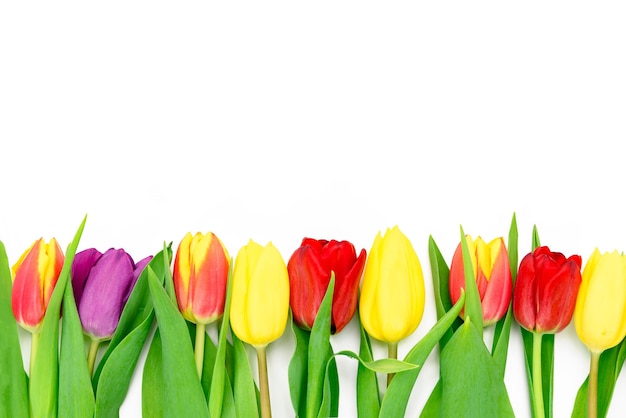Foto linha de flores frescas de tulipas multicoloridas isoladas em um fundo branco com espaço de cópia