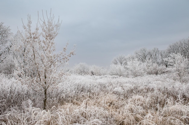 Linha de paisagem de inverno de árvores na geada no campo de inverno
