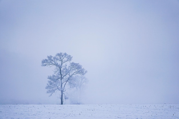 Linha de paisagem de inverno mínima de árvores cobertas de neve