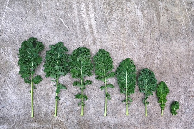 Foto linha de repolho de couve de folha encaracolado de grande a pequeno no fundo cinza cimento. comida saudável