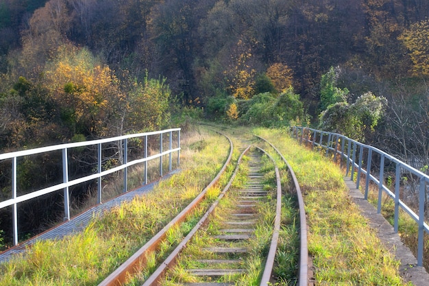 Linha férrea na floresta