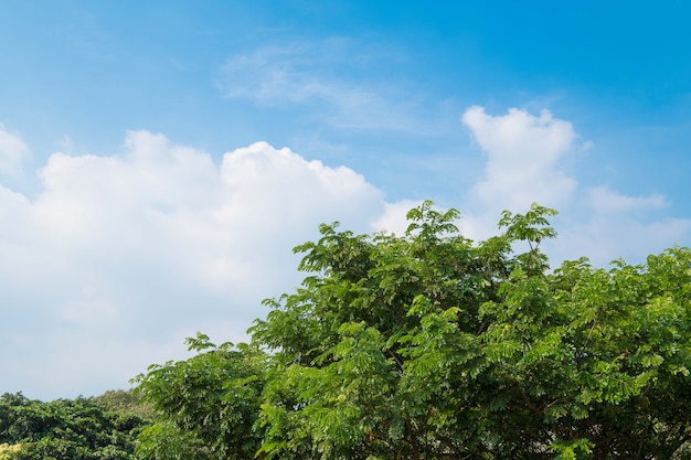 Linha superior da árvore verde sobre o céu azul e fundo das nuvens no verão