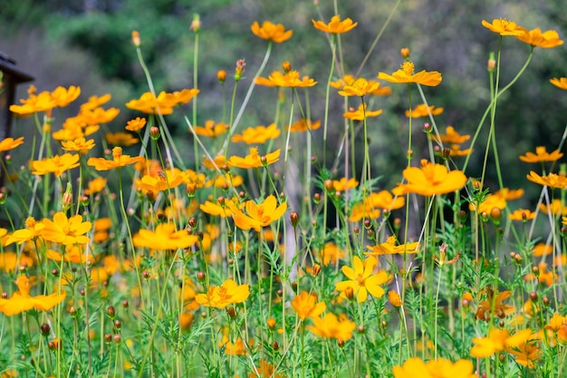 Linhas amarelas alaranjadas da flor mexicana do aster do cosmos