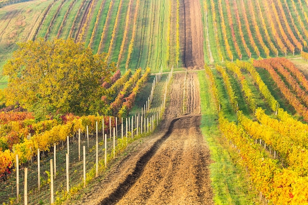 Linhas coloridas de vinhedos no outono, estrada secundária entre vinhedos,