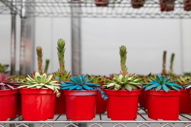 Linhas com cactos coloridos em vasos vermelhos em uma prateleira de floricultura Negócio de plantas em vasos