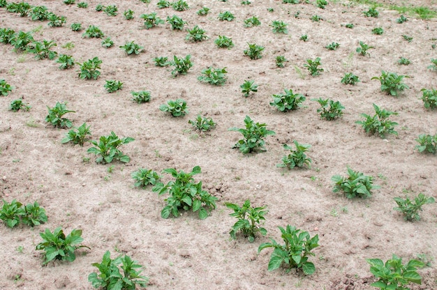 Linhas de batata de folhas verdes crescem no jardim no solo