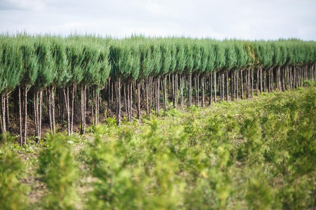 Linhas de coníferas jovens em estufa com muitas plantas na plantação