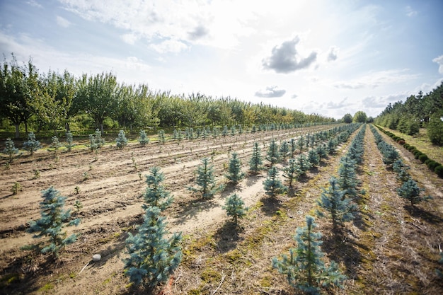 Linhas de coníferas jovens em estufa com muitas plantas na plantação