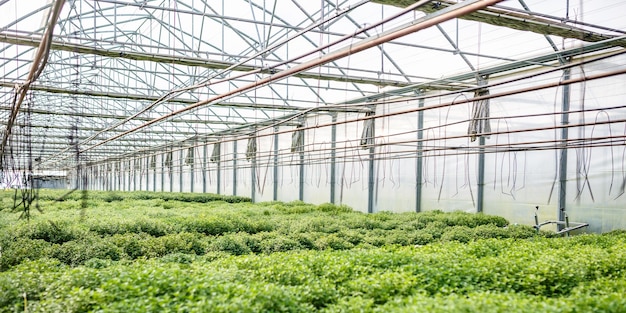 Linhas de coníferas jovens em estufa com muitas plantas na plantação