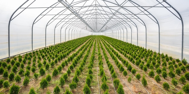 Linhas de coníferas jovens em estufa com muitas plantas na plantação