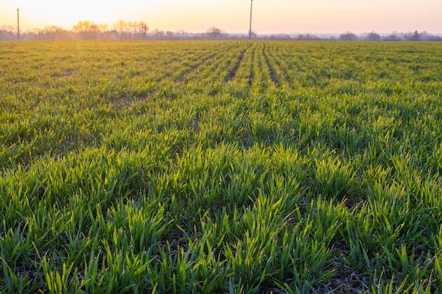 Linhas de cultivo de trigo verde jovem no início da manhã ao ar livre Trabalho agrícola para verificar o crescimento da colheita