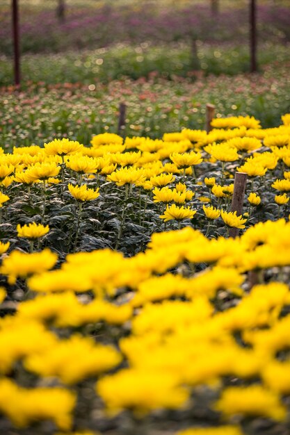 Linhas de flores tropicais coloridas no jardim de flores, conceito de planta floral para venda.