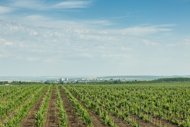 Linhas de plantação de vinha